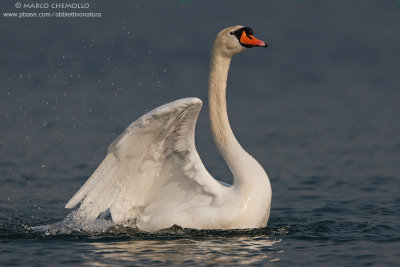 Mute Swan - Cigno Reale (Cygnus olor)