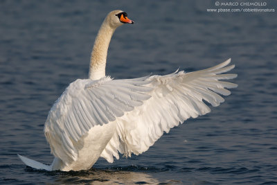 Mute Swan - Cigno Reale (Cygnus olor)