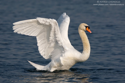 Mute Swan - Cigno Reale (Cygnus olor)