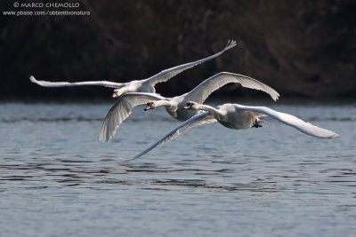 Mute Swan - Cigno Reale (Cygnus olor)