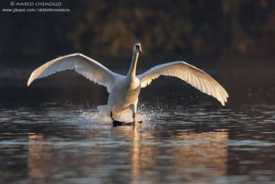 Mute Swan - Cigno Reale (Cygnus olor)