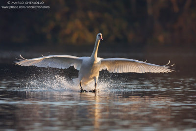 Mute Swan - Cigno Reale (Cygnus olor)