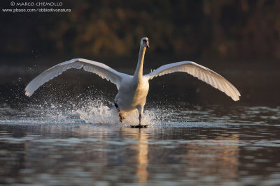 Mute Swan - Cigno Reale (Cygnus olor)