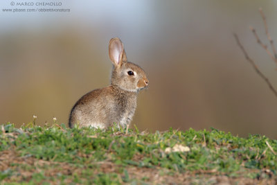 Coniglio selvatico - European rabbit (Oryctolagus cuniculus)