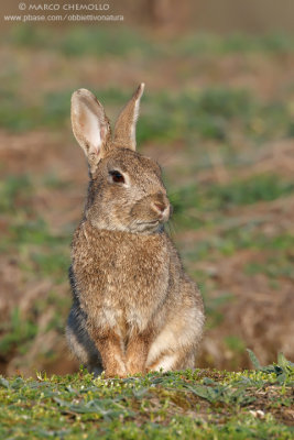 Coniglio selvatico - European rabbit (Oryctolagus cuniculus)