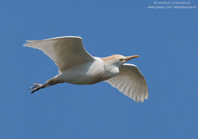Cattle egret - Airone guardabuoi (Bubulcus ibis)