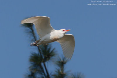Cattle egret - Airone guardabuoi (Bubulcus ibis)