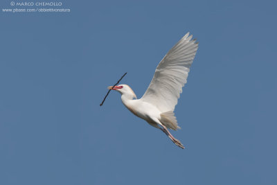 Cattle egret - Airone guardabuoi (Bubulcus ibis)