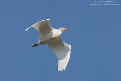 Cattle egret - Airone guardabuoi (Bubulcus ibis)