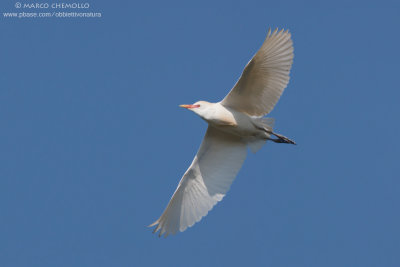 Cattle egret - Airone guardabuoi (Bubulcus ibis)