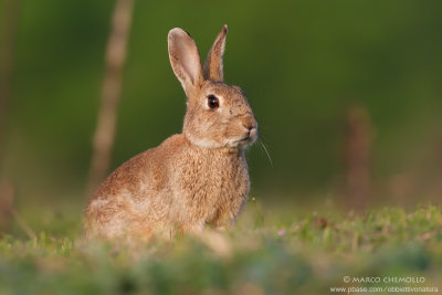 Coniglio selvatico - European rabbit (Oryctolagus cuniculus)