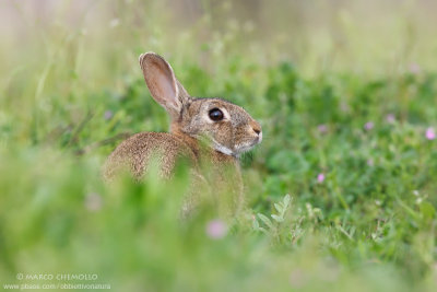 Coniglio selvatico - European rabbit (Oryctolagus cuniculus)