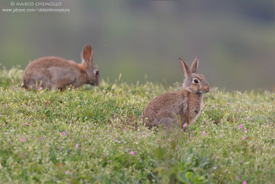 Coniglio selvatico - European rabbit (Oryctolagus cuniculus)