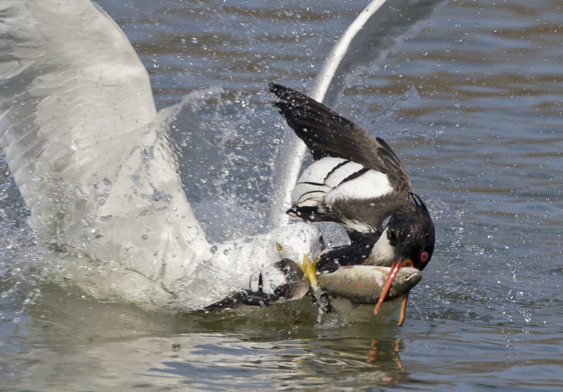 Herring Gull stealing Brown Trout from RB Merganser