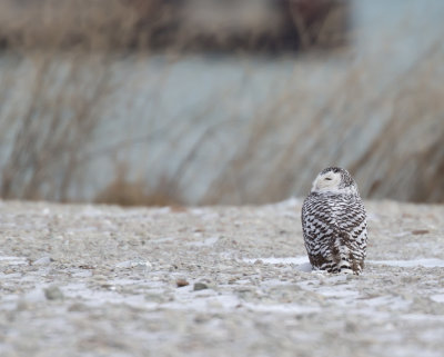 Christmas Day Owls 2012 Milwaukee