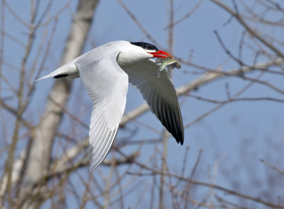 Caspian Tern