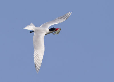 Caspian Tern after the catch