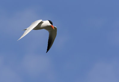 Caspian Tern