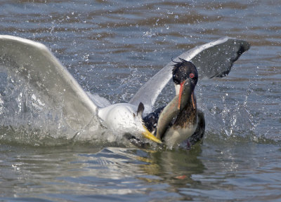 Herring Gull stealing Brown Trout from RB Merganser