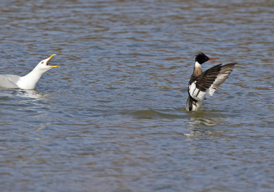 Herring Gull stealing Brown Trout from RB Merganser - the aftermath - no injuries