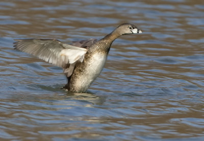 Pied-billed Grebe