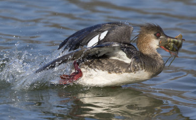 Red-breasted Merganser female with a perch