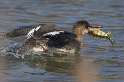 Red-breasted Merganser female with a perch