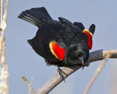 Red-winged Blackbird male