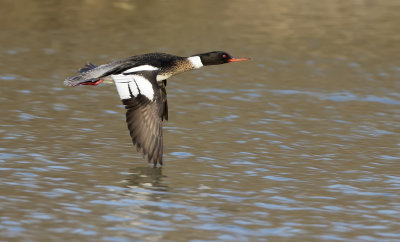 Red-breasted Merganser male flight shot