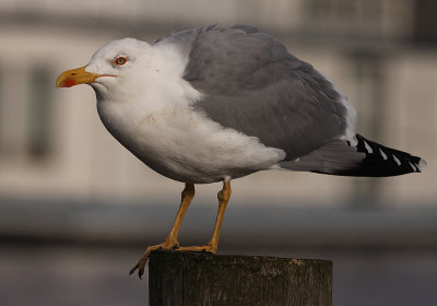 Geelpootmeeuw 1