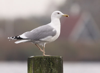 Pontische Meeuw 28