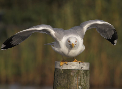 Geelpootmeeuw 2