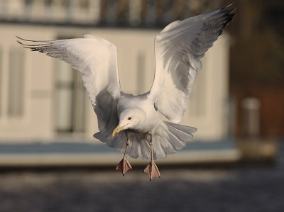 Pontische Meeuw 29