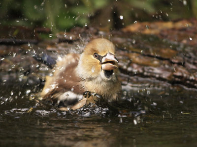 Appelvink 16