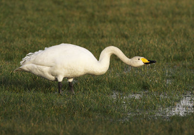 Wilde Zwaan 10