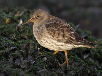 Paarse Strandloper 11