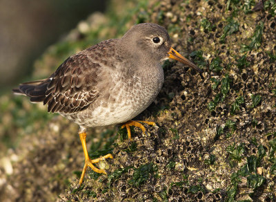 Paarse Strandloper 12