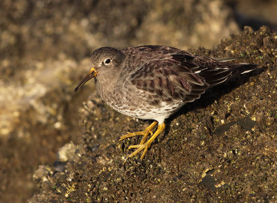 Paarse Strandloper 12