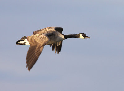 Grote Canadese Gans 3