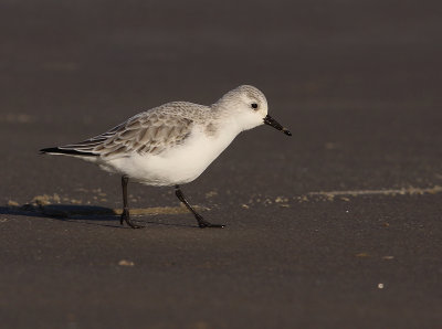 Drieteenstrandloper 6