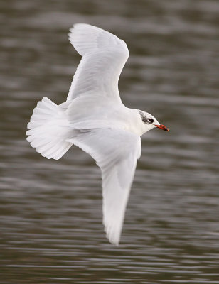 Zwartkopmeeuw 7