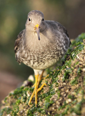 Paarse Strandloper frontal
