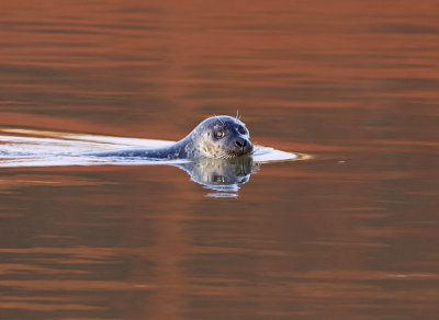 Zeehond 4