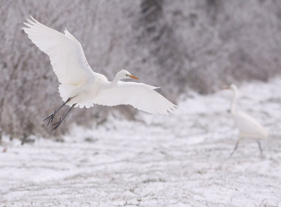 Grote Zilverreiger 9