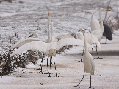 Grote Zilverreiger 10