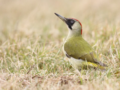 Groene Specht 2
