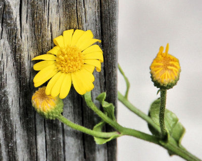 03 - IMG_8622 yellow flower.jpg