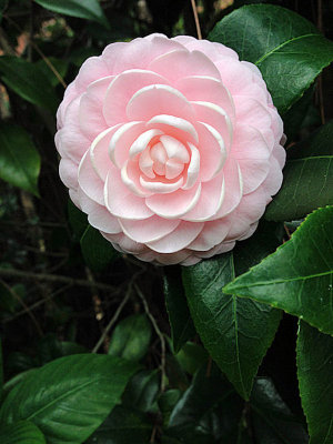 Pink Camelia