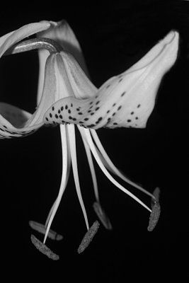 Tiger Lily Black and White.jpg