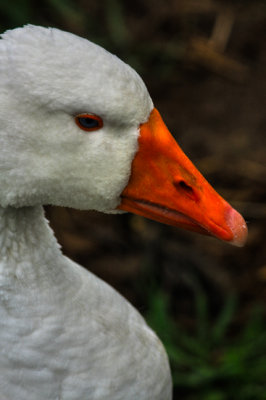 Domesticated Duck